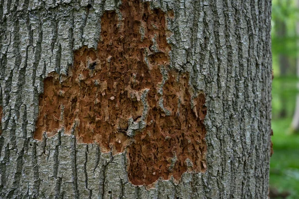 気候変動の間に昆虫によって引き起こされる森林の樹皮の甲虫 環境および経済的損失によって損傷された木の幹 選択した焦点 フィールドの狭い深さ — ストック写真