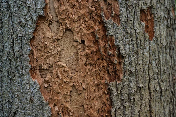Detalhe Tronco Árvore Danificado Por Besouros Casca Esses Insetos Reproduzem — Fotografia de Stock