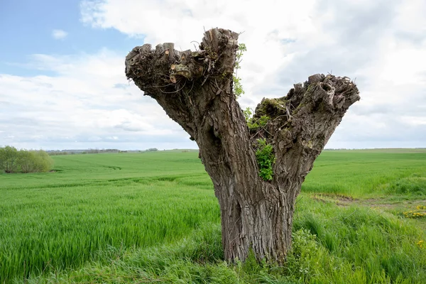 Starý Zauzlený Kmen Vrbového Stromu Oplocení Zelené Louce Zamračené Obloze — Stock fotografie