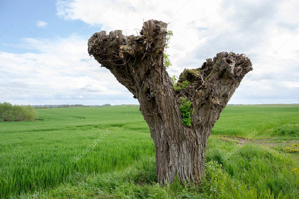 Old knotted willow tree trunk after coppicing, green field and cloudy sky in Mecklenburg-Western Pomerania, Germany, copy space, selected focus