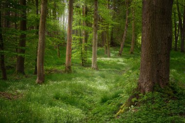 Kozalaklı bir ormanda ağaç gövdeleri, beyaz çiçekli toprak örtüsü bitkileri ve arkadan gelen güneş ışığı, kopyalama alanı, seçilmiş odak noktası