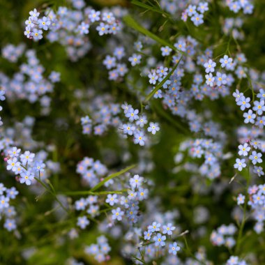 Myosotis ya da unutma çayırdaki çiçekler pürüzsüz desenli arka plan, seçilmiş odak, dar alan derinliği