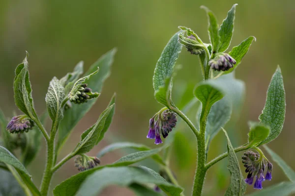 Comfrey Symphytum Officinale Modrými Květy Vytrvalá Bylina Roste Volně Vlhkých — Stock fotografie