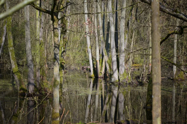 Наводнение Лесу После Слишком Сильного Дождя Деревья Стоят Воде Выбранный — стоковое фото