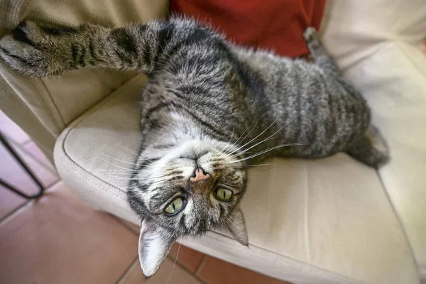 Funny Tabby Cat Jest Lolling Fotelu Patrzy Aparat Szeroki Kąt — Zdjęcie stockowe