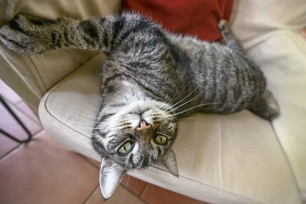 Grappige Tabby Kat Loert Een Fauteuil Kijkt Camera Groothoekzicht Geselecteerde — Stockfoto