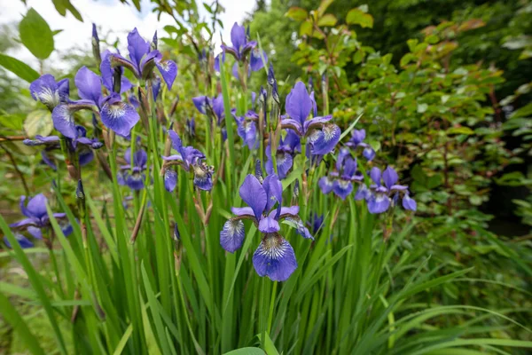 Sibirya Irisinin Mavi Çiçekleri Iris Sibirica Bahar Bahçesindeki Yapraklar Gibi — Stok fotoğraf