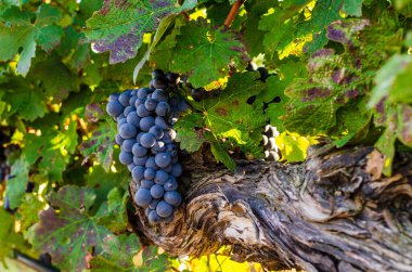  En iyi şarap olmaya hazır mükemmel üzüm