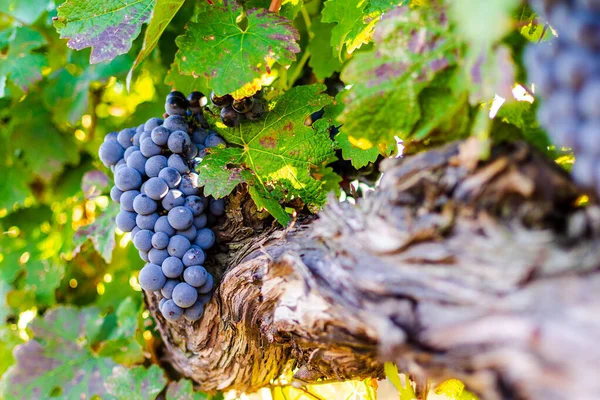  En iyi şarap olmaya hazır mükemmel üzüm