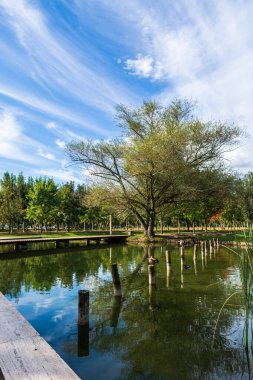Banyoles parkında, Banyoles, Girona, Katalonya ve İspanya 'nın yakınlarındaki küçük, vahşi ördeklerin olduğu güzel bir göl.