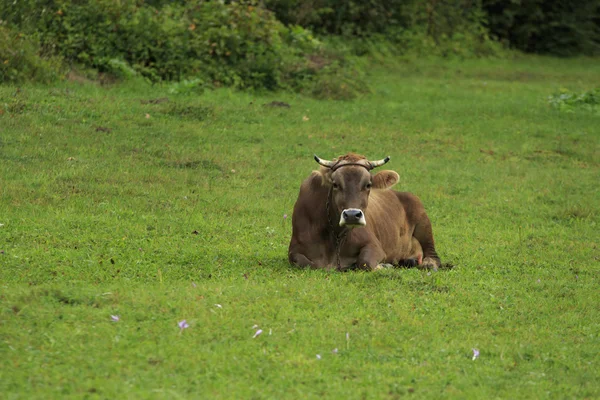 Vaca mente em um prado — Fotografia de Stock