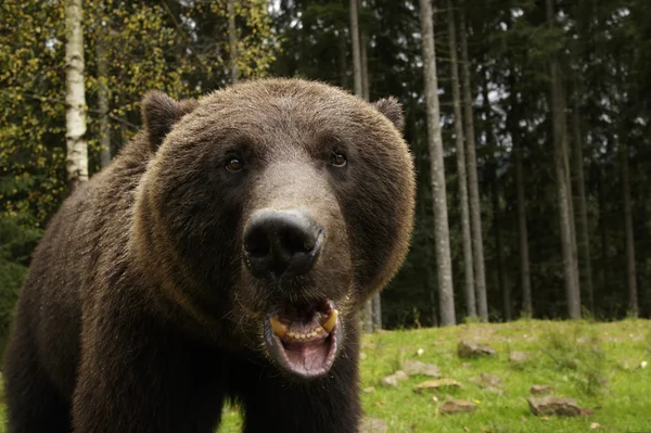 Сердитий ведмідь реве — стокове фото