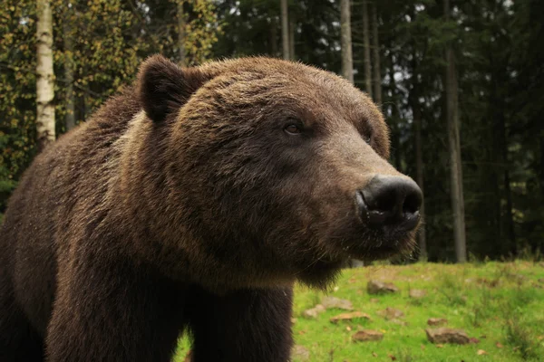 Бурий ведмідь Закри — стокове фото