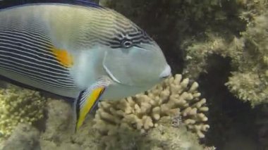 Resif, tek Surgeonfish