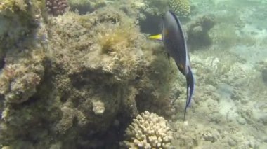 Resif, komik Surgeonfish
