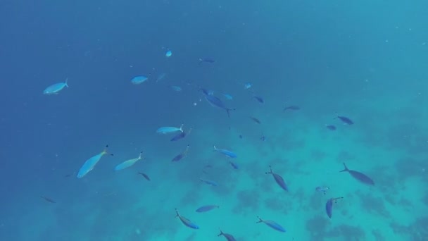 Escuela de peces bajo el agua — Vídeos de Stock