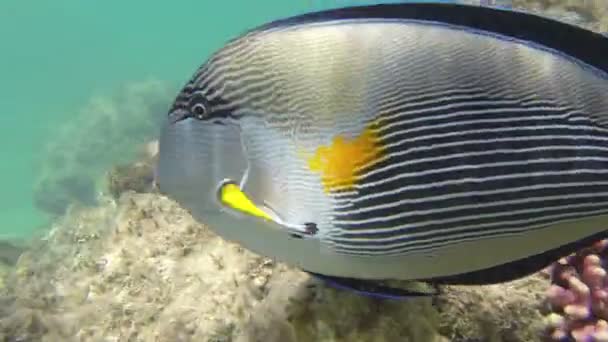 Surgeonfish на риф — стокове відео