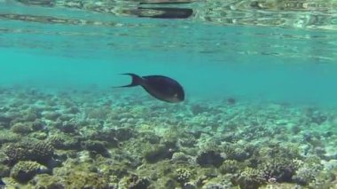 Sığ su, surgeonfish