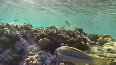 Papağan, Water's Edge