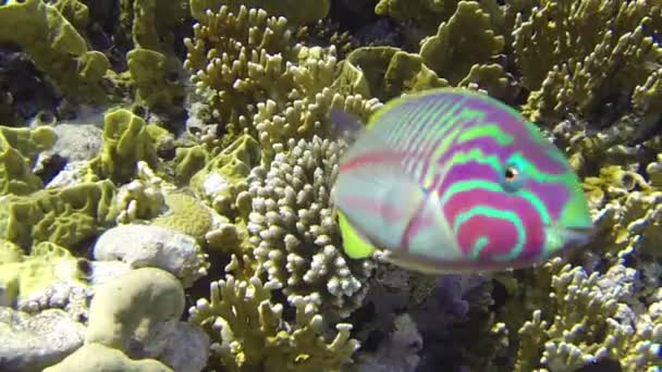 Rolig papegojfisk på Reef — Stockvideo