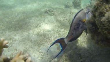 Bir Cay, surgeonfish