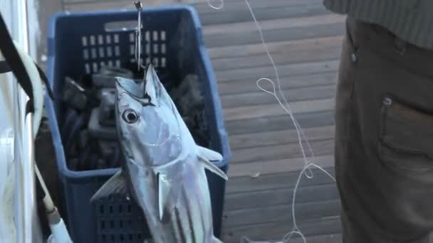 Thunfisch am Haken gefangen — Stockvideo