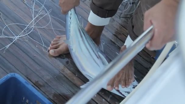Fisher złowionego tuńczyka — Wideo stockowe