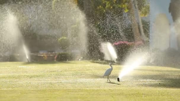 Heron en hagelslag — Stockvideo