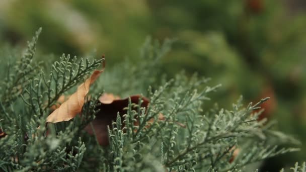 Vuren en droog blad — Stockvideo