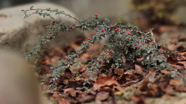 Dağ muşmulası Bush ile kırmızı meyveler — Stok video