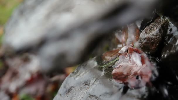 Eau ruisselante dans la forêt 