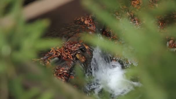 Cachoeira na floresta de outono — Vídeo de Stock