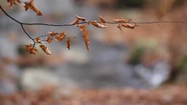 Gren med refocus på en flod i höst skog — Stockvideo