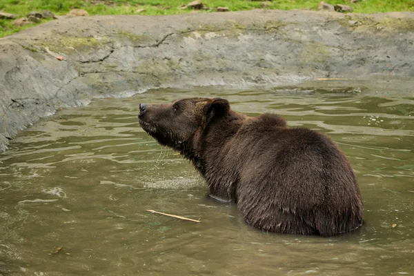 Bagni di orso bruno — Foto Stock