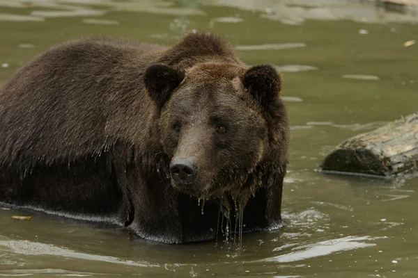 Дикий ведмідь у річці — стокове фото