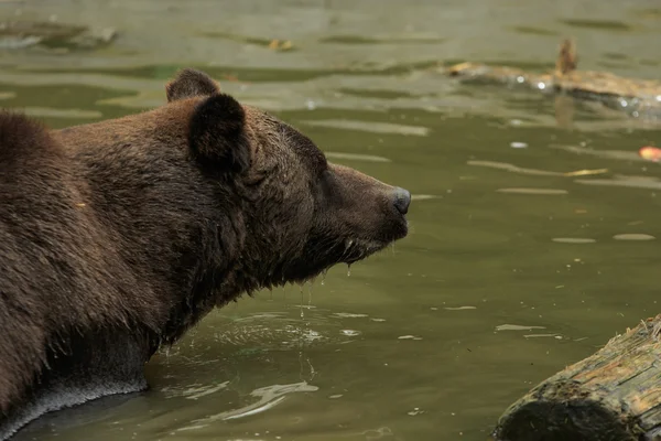 Ведмідь у воді крупним планом — стокове фото