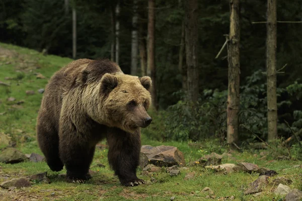 Великий ведмідь ходить лісом — стокове фото
