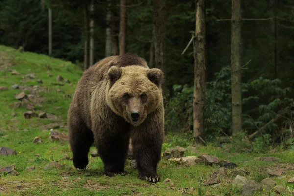 Ведмідь у лісі — стокове фото