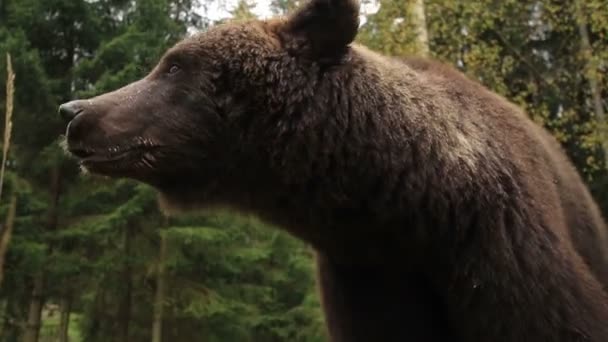 Oso salvaje gruñe — Vídeo de stock