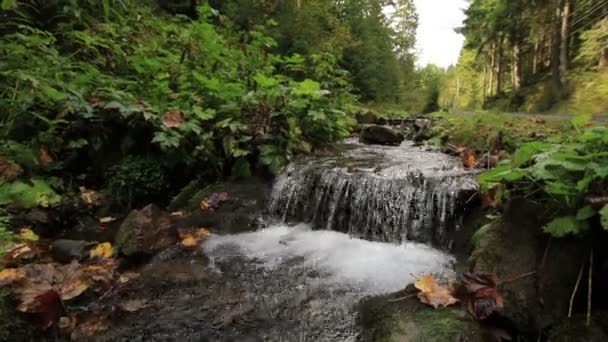 Creek na floresta — Vídeo de Stock