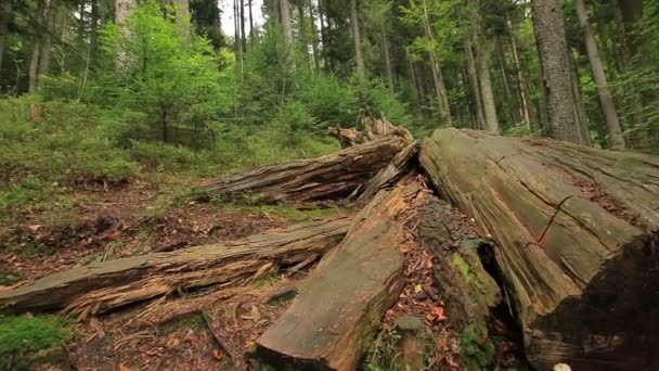 Arbre pourri dans la forêt