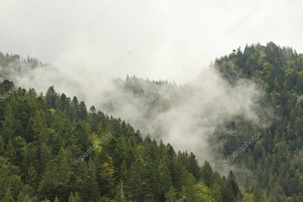 Cloud In Mountain Forest