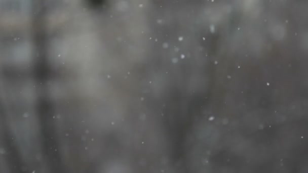 Schnee fällt aus nächster Nähe — Stockvideo
