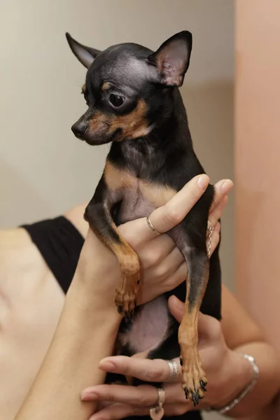 Spielzeug-Terrier auf Händen — Stockfoto