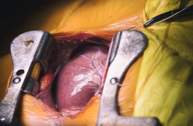 İnsan kalbi yakın çekim