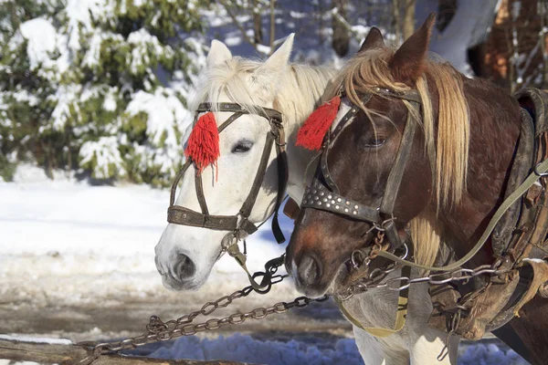 Paire de chevaux pf Gros plan — Photo