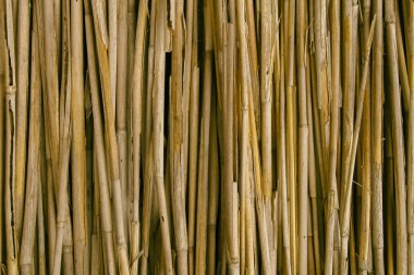 Sarı sazlık arka plan