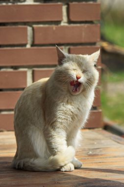 Ginger Cat Yawns