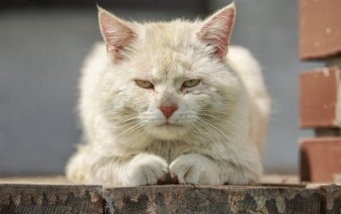 Cat Godfather Portret