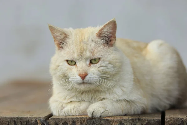 Kucing Kepala Merah Melankolis — Stok Foto